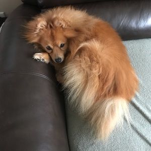 Meet your Posher, Eli